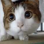 Алесь_Михальченко