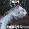 skvorecoo