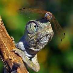 сергей_гвоздь