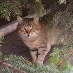 Дмитрий_КарташовmYq