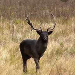 Чорний_олэн