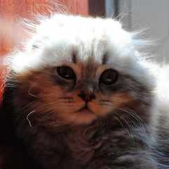 Biflya_-