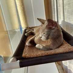 Дмитрий_Л_Кар