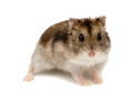 djunga1rik