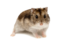 djunga1rik