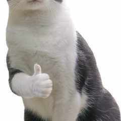 tomcat