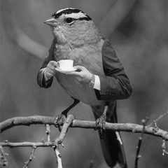 Сэм_Королев