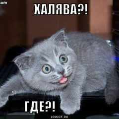 Халявщигг