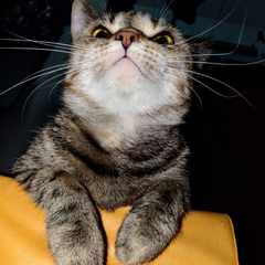 ЛанаПушная