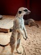 user_photo