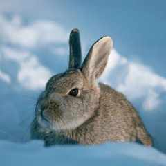 Хмурый_заяц