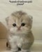 user_photo