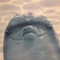 user_photo