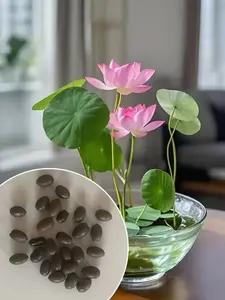 Лотос Орехоносный Люцзян, Семена, 20 шт (по карте Озон)