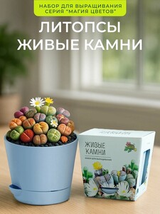 Набор для выращивания растений Литопсы живые камни Магия цветов